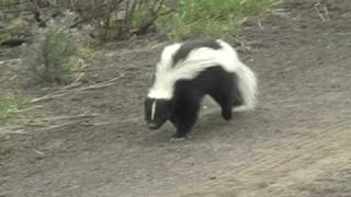 Skunk mom carrying babies by KJWVideo 53,938 views 13 years ago 1 minute, 40 seconds