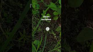 ❤️🎊Egzonibrahim beautiful recitation of the holy Quran🎧 #quran