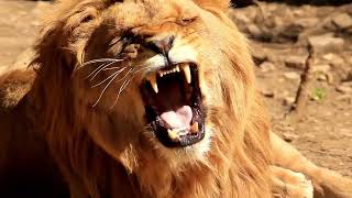 Rhythms of Serenity: African Drum Meditation Music