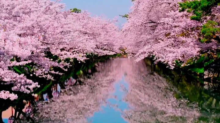 Цветение Сакуры в Японии. Sakura Flowering in Japan. youtube. - 天天要聞