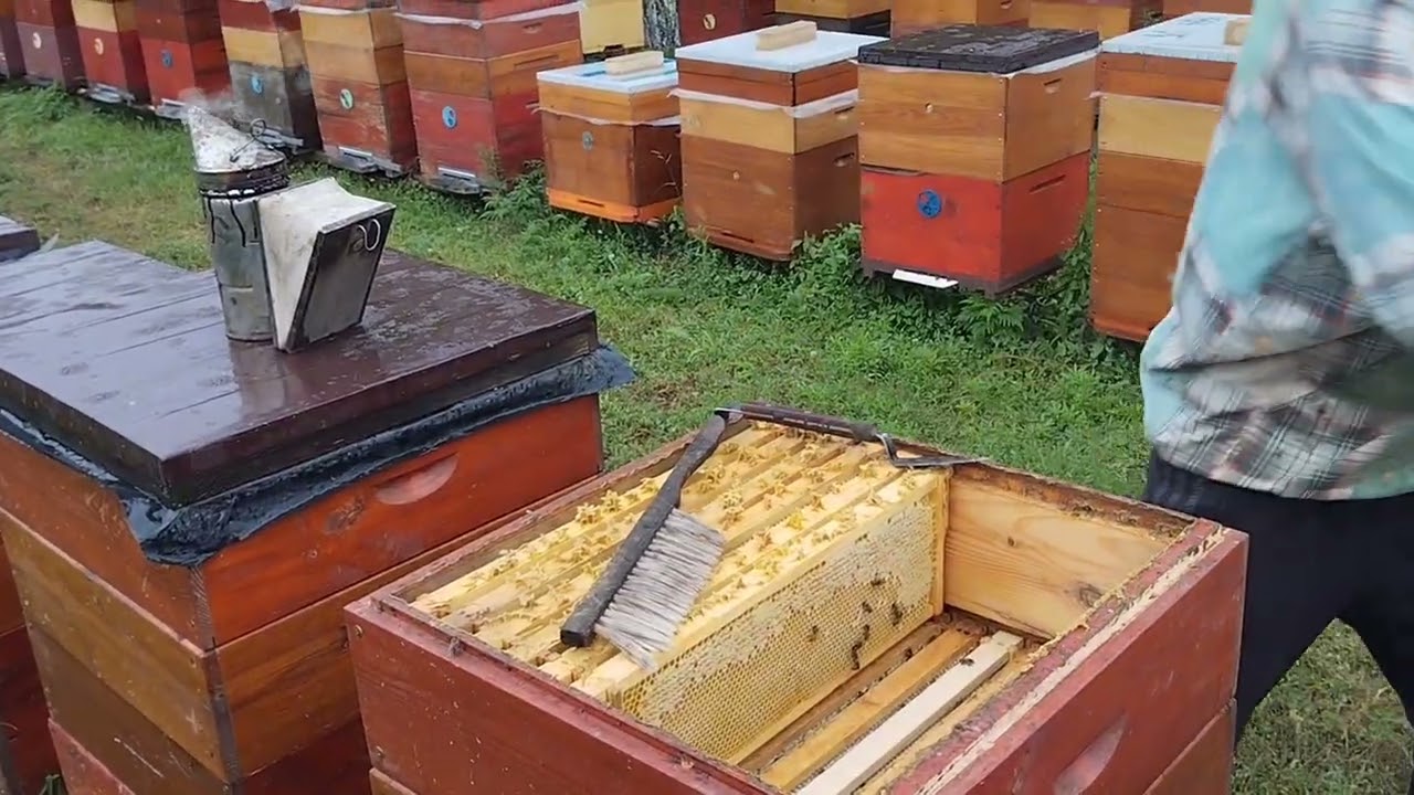 Качаємо мед!