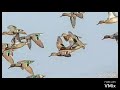 اصوات طيور الحر بط الحذاف أبوزله صوت الشرشير الشتوي دمج لايك للفيديو اصوات طيور الحر بط الحذاف أبوزله صوت الشرشير الشتوي دمج لايك للفيديو