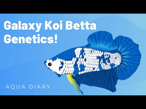 Galaxy Koi Betta Fish: Colors, Patterns, Genetics And Breeding Secrets