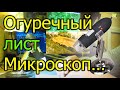 [Natalex] Огуречный лист под микроскопом...