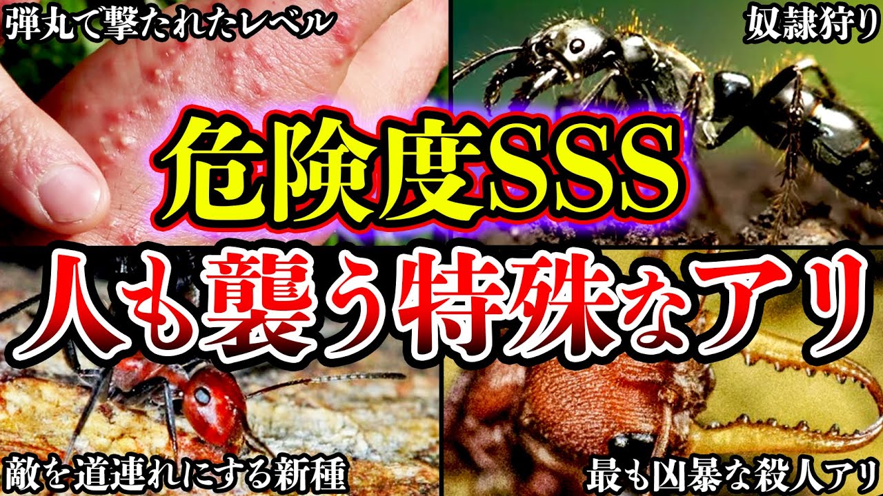 【絶対に近づくな】人も襲う超危険なアリと特殊能力を持ってる恐ろしいアリたちについて【ゆっくり解説】 - YouTube