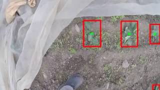 Automatic Crop Detection using HSV Color Space