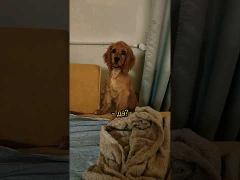 А так хотела 😅 Щенок английского кокер-спаниеля #спаниель #puppy #pets #тренды #воспитаниещенка #dog