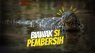 Biawak: Sang Penjaga Ekosistem yang Terlupakan