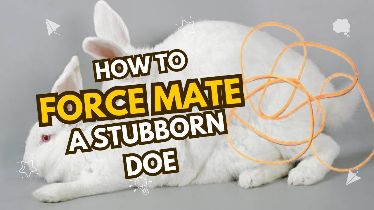 How to Successfully Force Rabbit Breeding Using the Rubber Band Method
