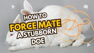 How To Successfully Force Rabbit Breeding Using The Rubber Band Method