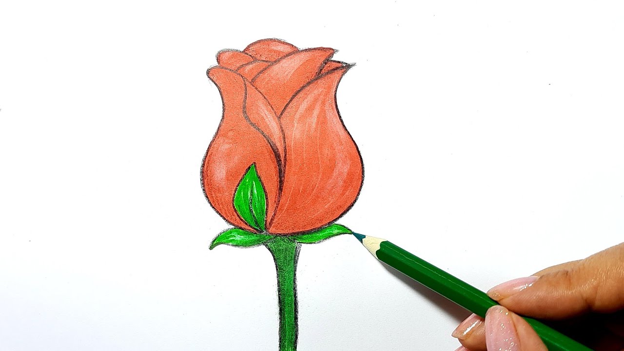 Hướng Dẫn Vẽ Hoa Hồng I How To Draw A Rose Ii Ong Mật Mỹ Thuật #96 - Youtube