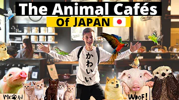 Exploring the Adorable World of Animal Cafes in Japan 🇯🇵