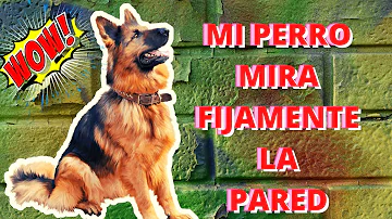 ¿Por qué mi perro mira fijamente a la pared?