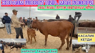 картинка: ХОРАЗМ ШОВОТ ПИР МОЛ БОЗОРИ ОНА БОЛА КСИР СИГИРЛАР ЗУРИ НАРХЛАР ЯНА ТАШАДИ 3- октябрь