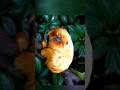 सोने का बंदर 😱 ब्राज़ील का Golden Lion Tamarin | सिर्फ़ 200 बचे थे! #animals #facts #information