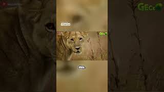 The Great Heist  Leopard Steals Lions Cub