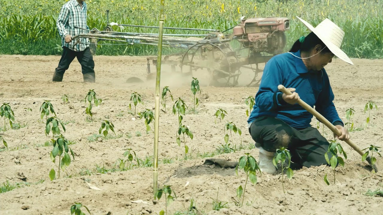 KM (Knowledge Management) การจัดการความรู้ชุมชนใช้ดีแล้วบอกต่อ