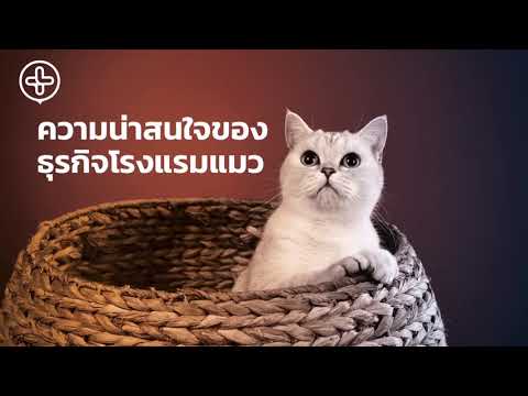 Cat Hotel : ธุรกิจโรงแรมแมว EP. 1