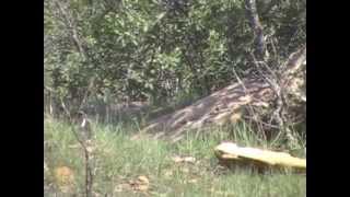 Griffin shoots a 3D Javelina screenshot 5