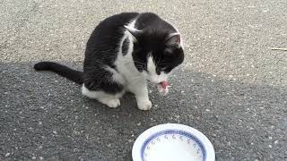 Cute Stray Cat Eating | Cute Cats by OnlyCats101 7 views 2 years ago 46 seconds