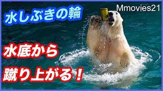 繰り返すダイブ！普段見られない急浮上も！ホッキョクグマの水遊び Polar Bear's dive
