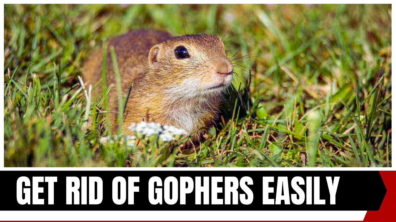 How to Get Rid of Gophers In Your Yard? - YouTube