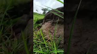 samsung A06 5g camera test results #pleasesubscribe