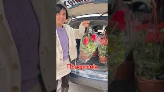 Пеларгонії Каліопе та зональні в підвісних горщиках🌺 Найтерплячіші з квітучих рослин❤️