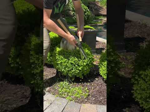 What Are The Things Called That Cut Bushes