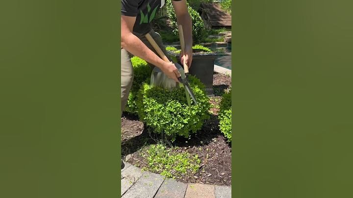 # #oddlysatisfying #satisfying #spring #diy #buxus #topiary #beforeandafter #hedgetrimming