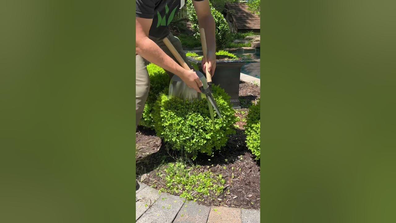 # #oddlysatisfying #satisfying #spring #diy #buxus #topiary #beforeandafter #hedgetrimming # #oddlysatisfying #satisfying #spring #diy #buxus #topiary #beforeandafter #hedgetrimming