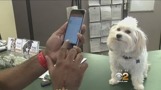 Facial Recognition Technology Helps Lost Dogs Reunite With Their Owners