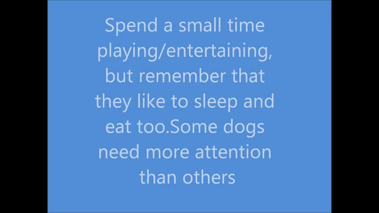 How to make your dog love you forever more! YouTube