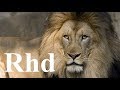 lions hunting pride, Hyenas, Cheetah, Predators,   Nature 2018 HD Documentary.