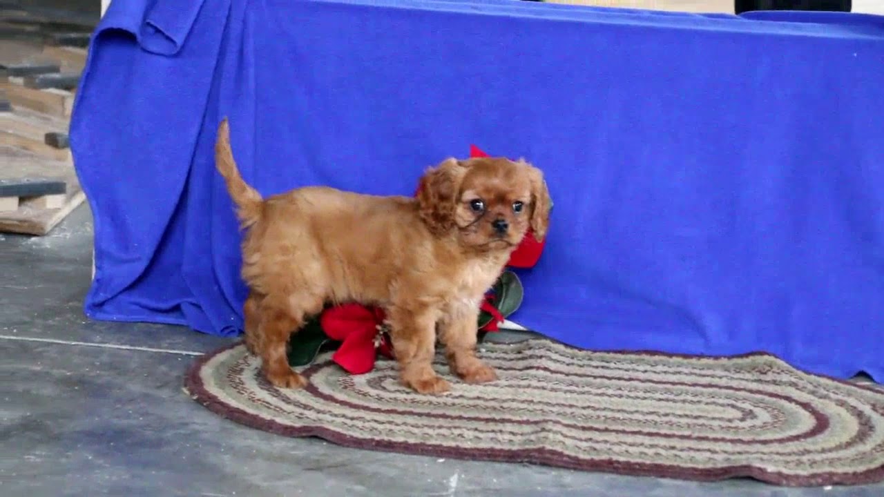 Cavalier Puppies For Sale YouTube