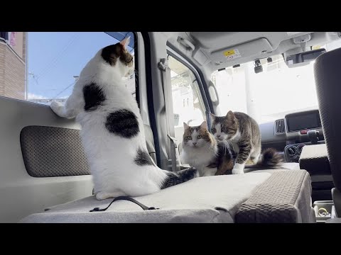 みんなで車の中を散歩する猫