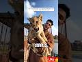 "He Saved an Orphaned Lion Cub… What Happened Next Will Melt Your Heart 🦁❤️#shorts #animalrescue