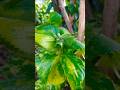😍 Acalypha wilkesiana plant ☘️ #acalypha #plant  #viral #shorts