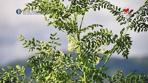 Video Profile TIMOR MORINGA (UMKM BINAAN BANK INDONESIA)