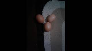 Telornya Ingin Mendekat Cari Sahabat