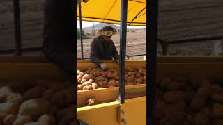 Yi̇ği̇tsan Stç 2021 Patates Sökme Ve Toplama Maki̇nesi̇ Pehli̇vanlar Tarim Ürünleri̇ Patates Hasati