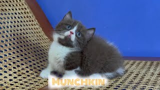 Literally watching munchkin without doing anything by Raven’s Cattery 148 views 4 months ago 1 minute, 6 seconds
