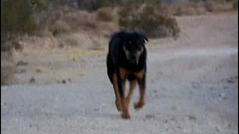 THE WHIPPETS AT SPEED! AT LEAST 30MPH