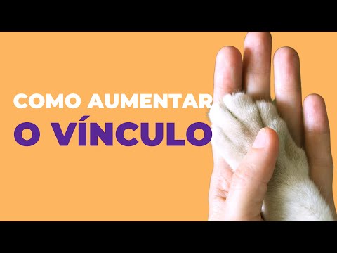 Vídeo: Como melhorar seu vínculo com seu cão