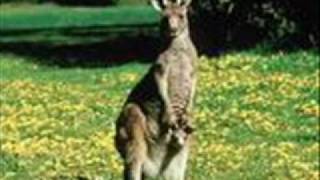 Video thumbnail of "The Kangaroo Song!!!"