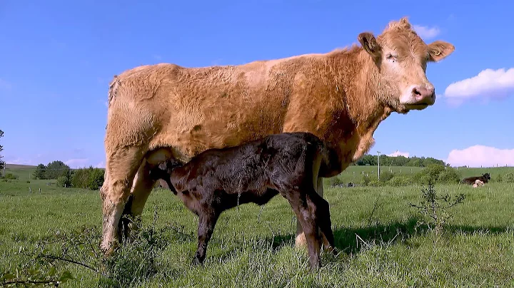 Patient cow nurses calf in beautifully sunny meadow