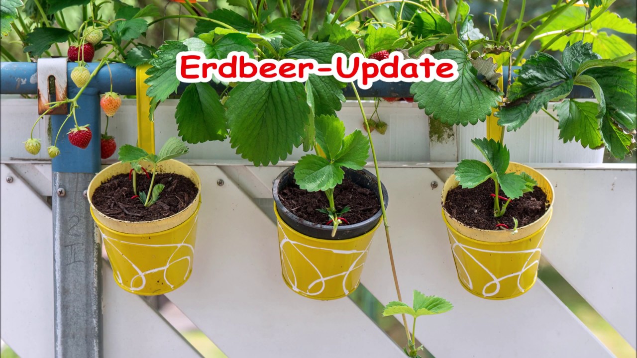 wie nehme ich ableger von erdbeeren
