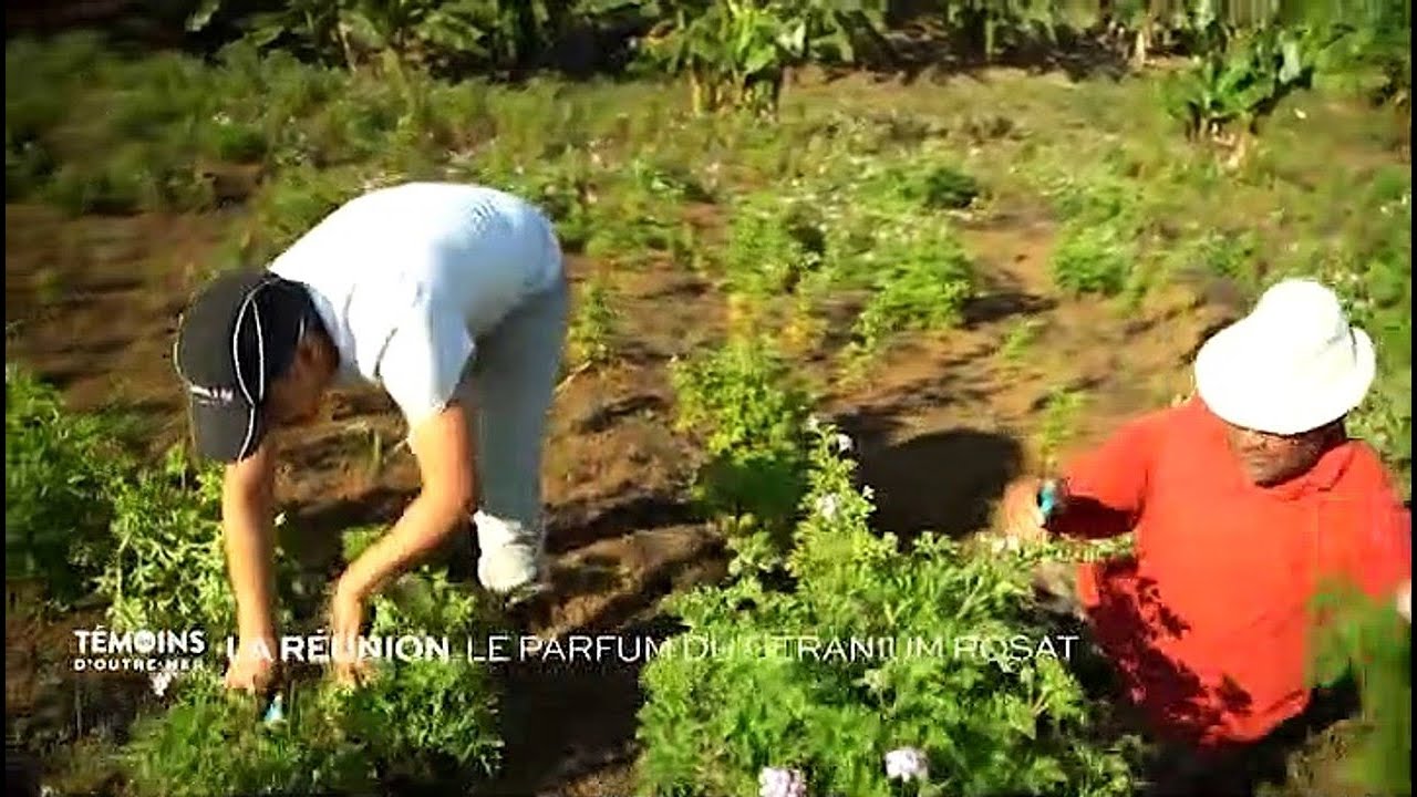 Les témoins d'Outre-Mer : Le parfum du géranium Rosat (La Réunion)