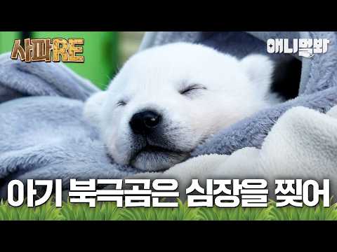 [#사파RE] 꼬리 흔들며 내 심장 찢는 아기 진돗개🐕 이 녀석 진짜 북극곰일지도...💘 #TV동물농장 #AnimalFarm #애니멀봐
