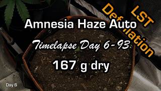 Amnesia Haze Auto #2 Day 6-93 Timelapse #autoflower #fastbuds #timelapse